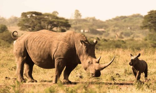 Kenya reaping the benefits of its aggressive anti-poaching drive, bolstered by Ellipse Projects radios and CyberTracker app