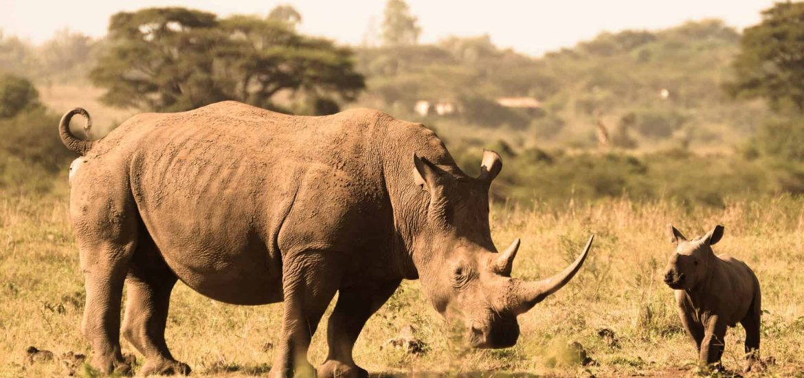 Kenya reaping the benefits of its aggressive anti-poaching drive, bolstered by Ellipse Projects radios and CyberTracker app