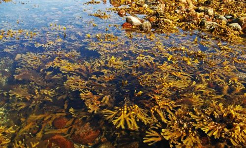Brown algae help us fight climate change