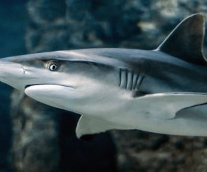 Shark skin’s unique properties could have medicinal uses