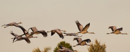 Europe has lost more than half a billion birds to pesticides