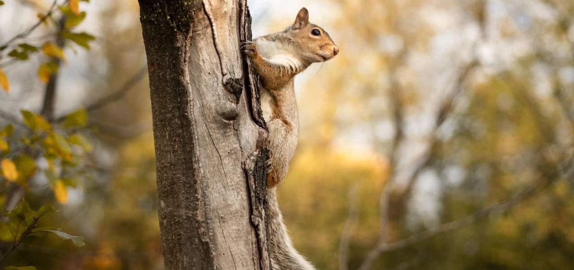 Animals play a vital role in restoring forests worldwide