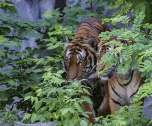 Poachers claim the lives of endangered Sumatran tigers