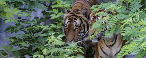Poachers claim the lives of endangered Sumatran tigers