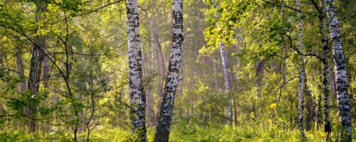 Russia’s vast forests sequester far more carbon than previously thought