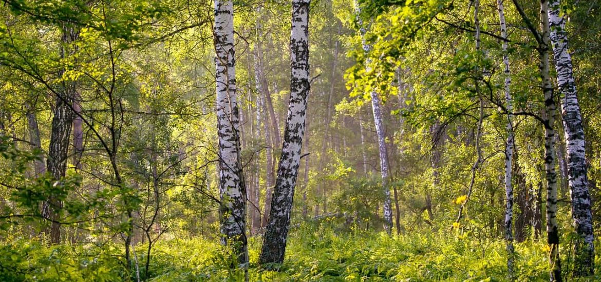 Russia’s vast forests sequester far more carbon than previously thought