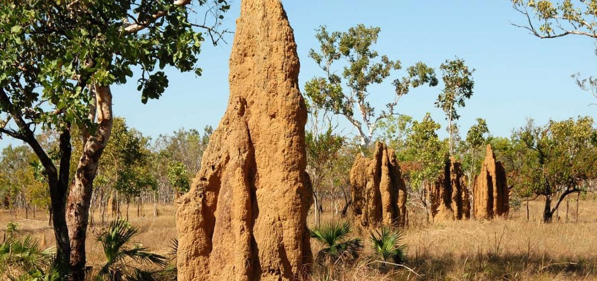Will termites aided by climate change help drive emissions?