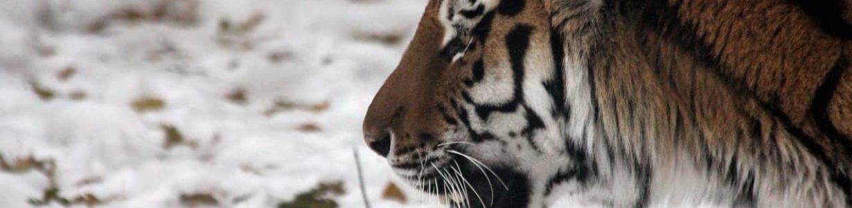 Critically endangered Amur tigers might be expanding their range