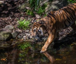 The poaching of Sumatra’s endangered tigers remains an acute problem