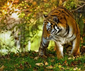In Southeast Asia, Thailand is alone in boosting its wild tiger population