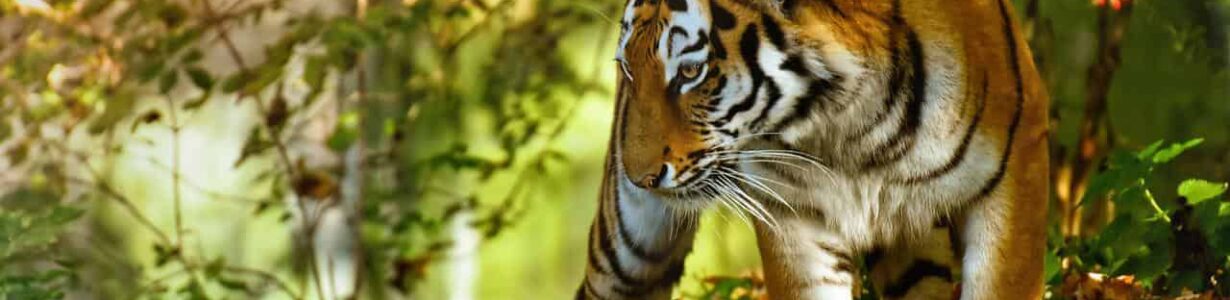 In Southeast Asia, Thailand is alone in boosting its wild tiger population