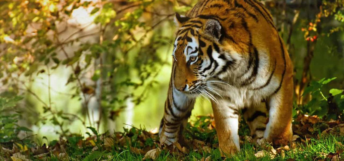 In Southeast Asia, Thailand is alone in boosting its wild tiger population