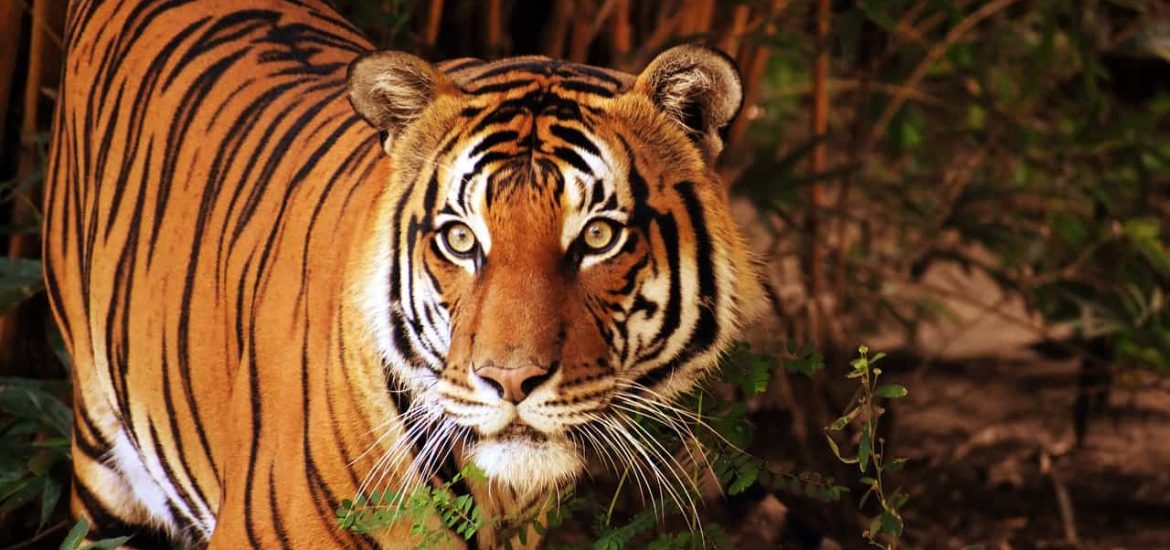 Poaching remains a threat to Thailand’s wild tigers