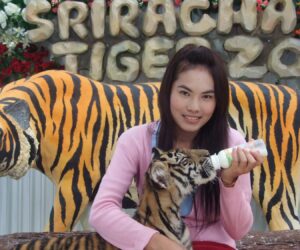 A silver lining to the pandemic: a notorious Thai tiger zoo closes for good