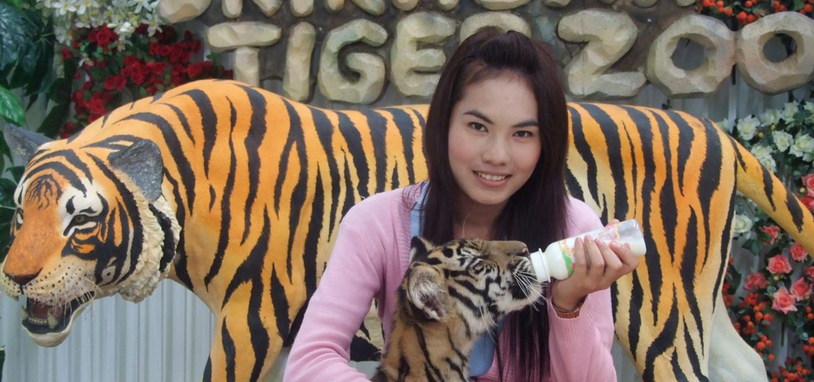 A silver lining to the pandemic: a notorious Thai tiger zoo closes for good