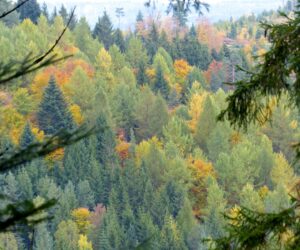 Europe’s forests are under threat from a changing climate