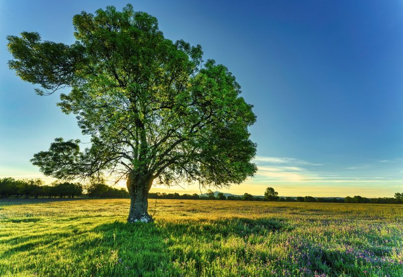 Scientists are seeking to understand how plants migrate in the face of climate change