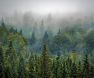 The world’s boreal forests may be shrinking from climate change