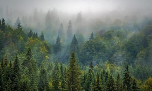 The world’s boreal forests may be shrinking from climate change