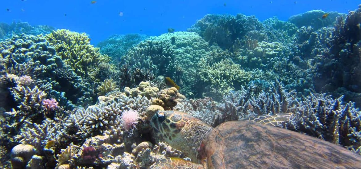 Symbiotic partnerships with algae help corals weather thermal stress