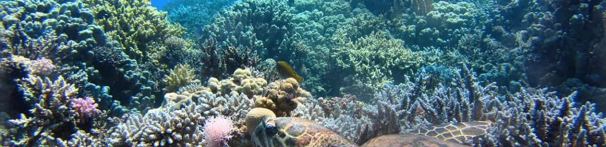 Symbiotic partnerships with algae help corals weather thermal stress