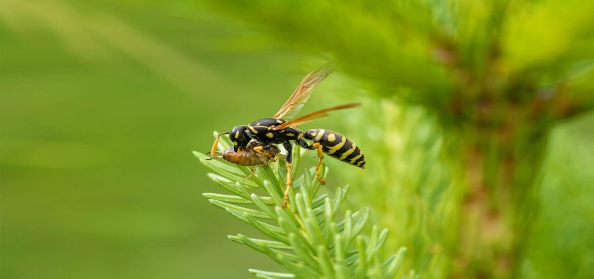 Much-maligned wasps do us a world of good