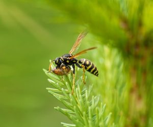 Much-maligned wasps do us a world of good