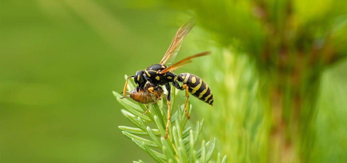 Much-maligned wasps do us a world of good