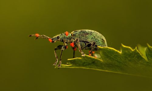 Climate change is threatening insects worldwide but we can still save them