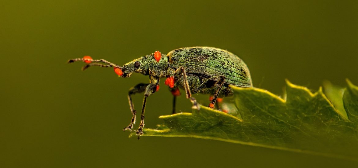 Climate change is threatening insects worldwide but we can still save them