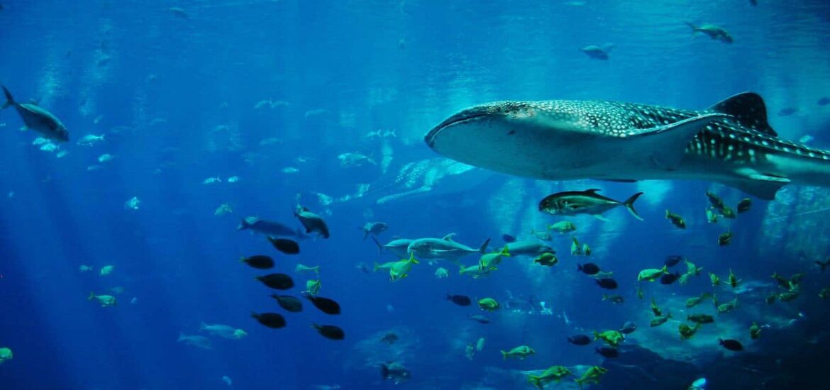 Shipping poses grave risks to whale sharks worldwide