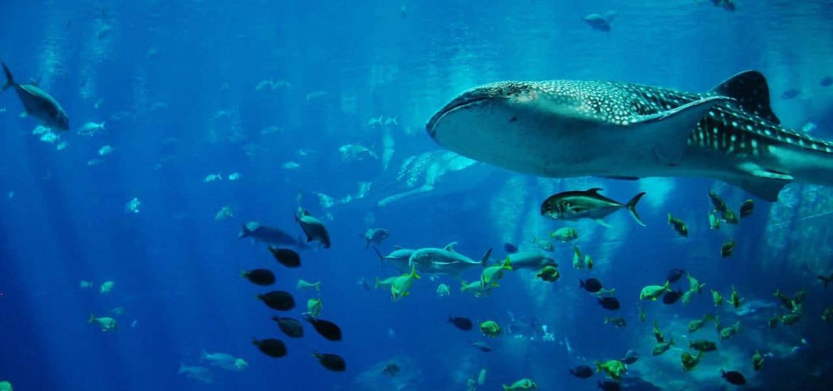 Shipping poses grave risks to whale sharks worldwide