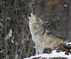 Wolf protection in Europe has become deeply political