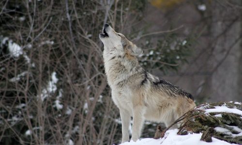 Wolf protection in Europe has become deeply political