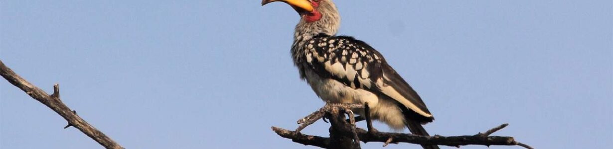 Hotter Kalahari desert may stop hornbills breeding within years
