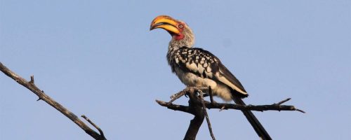 Hotter Kalahari desert may stop hornbills breeding within years