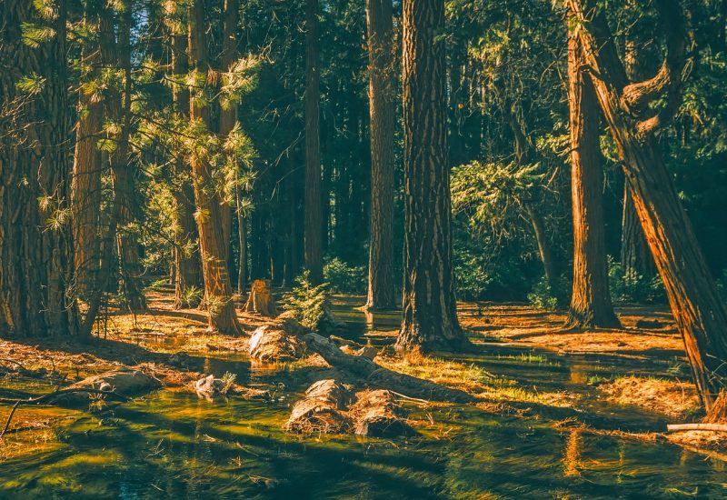 Forests in the US are feeling the brunt of climate change